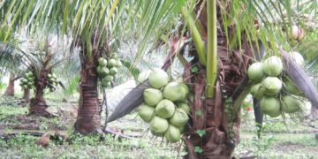 GIẢI PHÁP PHUN THUỐC TRỪ SÂU