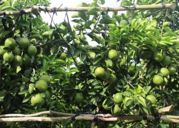 GIẢI PHÁP TRỒNG CAM SÀNH