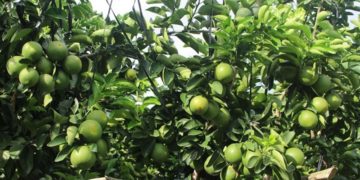 GIẢI PHÁP TRỒNG CAM SÀNH