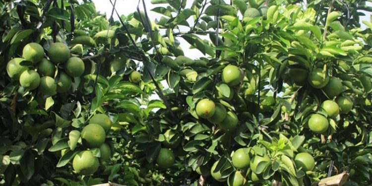 GIẢI PHÁP TRỒNG CAM SÀNH