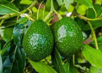 GIẢI PHÁP TRỒNG CÂY BƠ