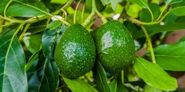 GIẢI PHÁP TRỒNG CÂY BƠ