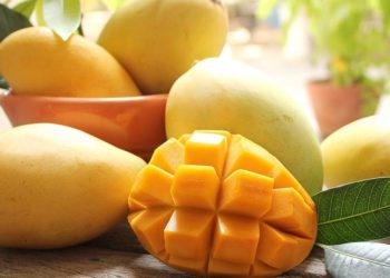 GIẢI PHÁP TRỒNG XOÀI