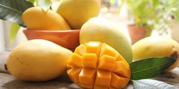 GIẢI PHÁP TRỒNG XOÀI