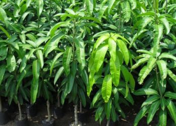 GIẢI PHÁP TRỒNG XOÀI