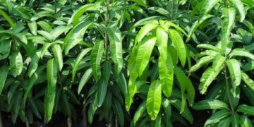 GIẢI PHÁP TRỒNG XOÀI