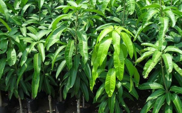 GIẢI PHÁP TRỒNG XOÀI