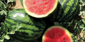 GIẢI PHÁP BÓN PHÂN CÂY