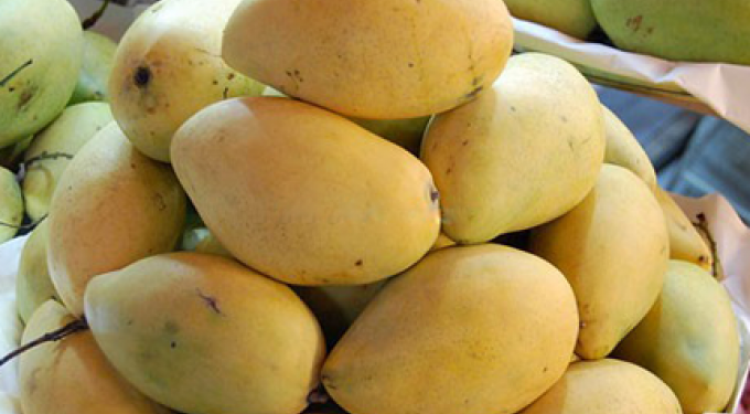 GIẢI PHÁP TRỒNG XOÀI