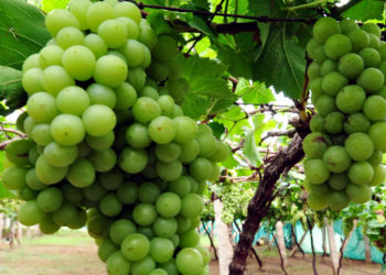 GIẢI PHÁP PHUN THUỐC TRỪ SÂU