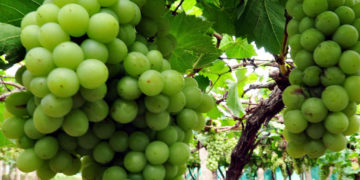 GIẢI PHÁP PHUN THUỐC TRỪ SÂU