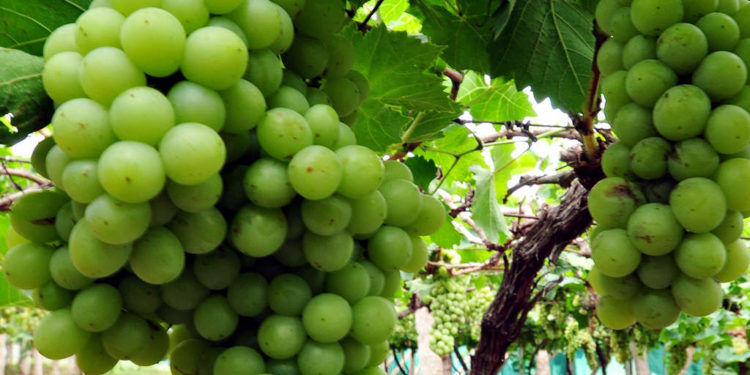 GIẢI PHÁP PHUN THUỐC TRỪ SÂU