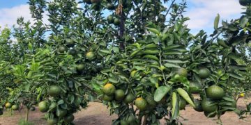 GIẢI PHÁP TRỒNG CAM SÀNH