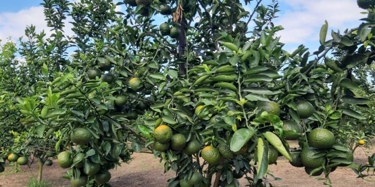 GIẢI PHÁP TRỒNG CAM SÀNH