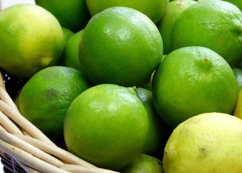 GIẢI PHÁP TRỒNG CHANH KHÔNG HẠT