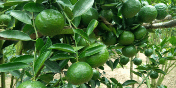 GIẢI PHÁP TRỒNG CAM SÀNH