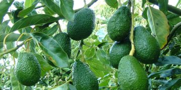 giải pháp trồng cây bơ 