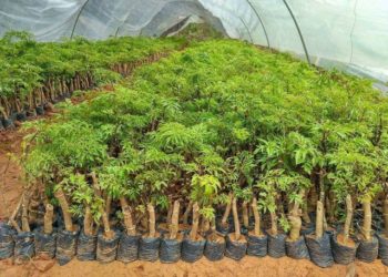 GIẢI PHÁP PHUN THUỐC TRỪ SÂU