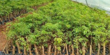 GIẢI PHÁP PHUN THUỐC TRỪ SÂU