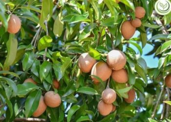 GIẢI PHÁP PHUN THUỐC TRỪ SÂU