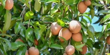 GIẢI PHÁP PHUN THUỐC TRỪ SÂU