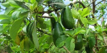 GIẢI PHÁP CHĂM SÓC CÂY BƠ