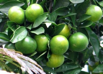 GIẢI PHÁP TRỒNG CHANH KHÔNG HẠT