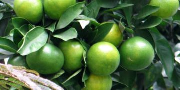 GIẢI PHÁP TRỒNG CHANH KHÔNG HẠT