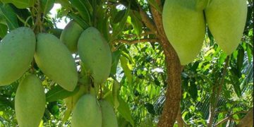 GIẢI PHÁP TRỒNG XOÀI