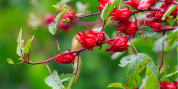 GIẢI PHÁP TRỒNG VÀ CHĂM SÓC CÂY ATISO ĐỎ