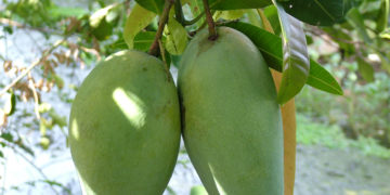 GIẢI PHÁP TRỒNG XOÀI