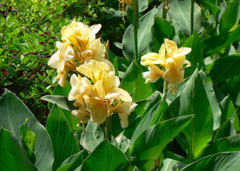 GIẢI PHÁP PHUN THUỐC TRỪ SÂU