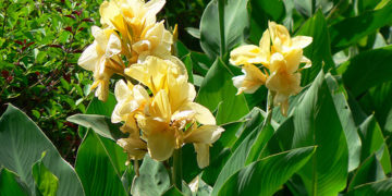 GIẢI PHÁP PHUN THUỐC TRỪ SÂU