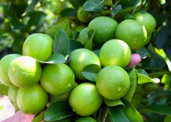 GIẢI PHÁP TRỒNG CHANH KHÔNG HẠT