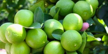 GIẢI PHÁP TRỒNG CHANH KHÔNG HẠT