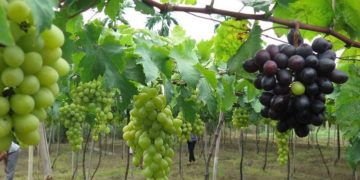 GIẢI PHÁP BÓN PHÂN CÂY