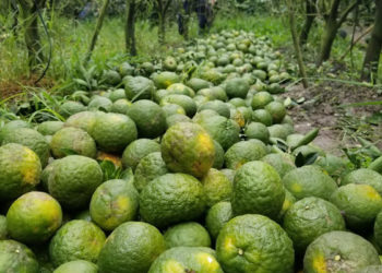 GIẢI PHÁP TRỒNG CAM SÀNH