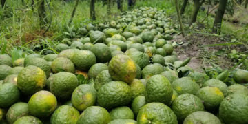 GIẢI PHÁP TRỒNG CAM SÀNH