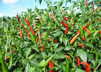 GIẢI PHÁP PHUN THUỐC TRỪ SÂU