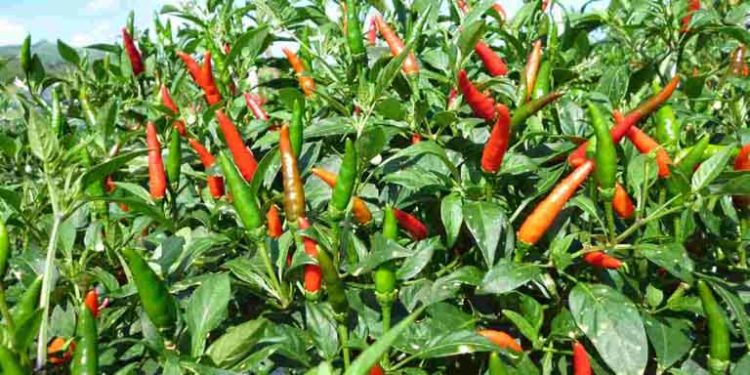 GIẢI PHÁP PHUN THUỐC TRỪ SÂU