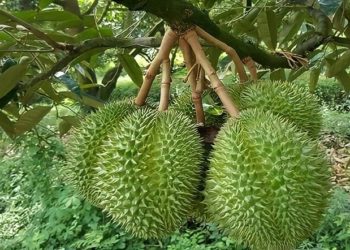 GIẢI PHÁP TRỒNG SẦU RIÊNG