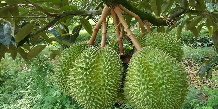 GIẢI PHÁP TRỒNG SẦU RIÊNG