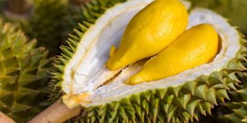 GIẢI PHÁP TRỒNG SẦU RIÊNG