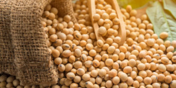 GIẢI PHÁP BÓN PHÂN CÂY