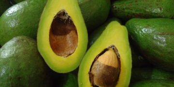 GIẢI PHÁP TRỒNG CÂY BƠ