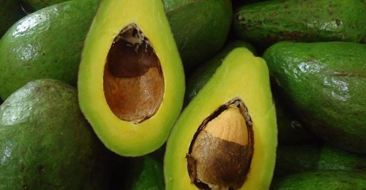 GIẢI PHÁP TRỒNG CÂY BƠ