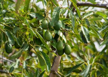 GIẢI PHÁP TRỒNG CÂY BƠ