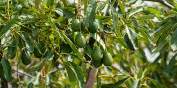 GIẢI PHÁP TRỒNG CÂY BƠ