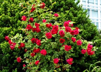 GIẢI PHÁP PHUN THUỐC TRỪ SÂU