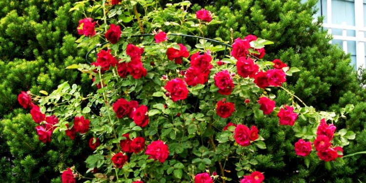 GIẢI PHÁP PHUN THUỐC TRỪ SÂU